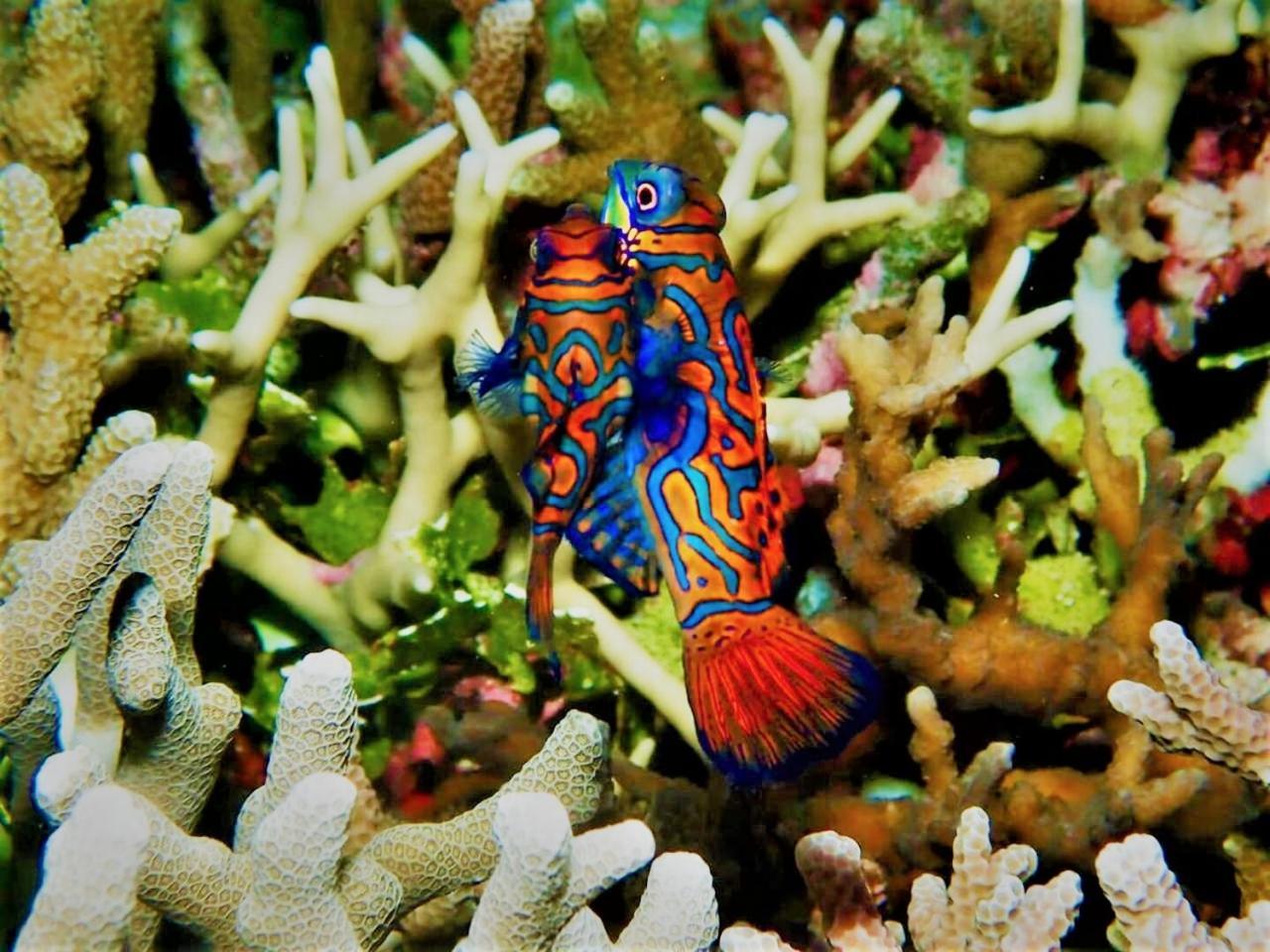 Apo Diver Beach Resort سان خوان المظهر الخارجي الصورة